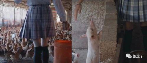 制服丝袜国产视频,国产制服丝袜视频的视觉盛宴